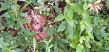 Whitetail deer fawn