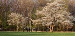 Spring Henry Hill
