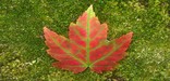 Maple Leaf