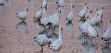 During the winter months, flocks containing hundreds of snow geese call Assateague home, 28kb. Photo by John Collins.