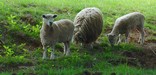 Sheep grazing in the field at Booker T. Washington National Monument.