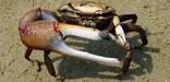 Fiddler Crab