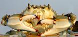 Chesapeake Bay blue crab