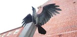 Photo of raven statue