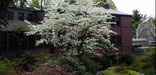 Spring dogwood tree in bloom in the hollow at the Olmsted National Historic Site