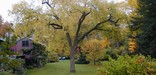 The autumn landscape at Frederick Law Olmsted home, Fairsted.