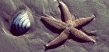 Sea star and clam on a Gateway beach.