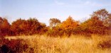 Floyd Bennett Field North 40 in autumn