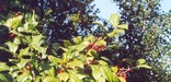 American Holly grows abundantly at Sandy Hook.