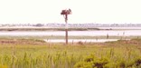 osprey nest jamaica bay wildlife refuge