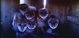 Barn owlets in a nest box at the Jamaica Bay Wildlife Refuge in Queens.