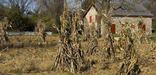 corn shocks frame the mule barn