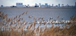 Geese at Forsyth Nat'l Wildlife Refuge