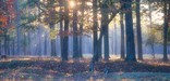 Sunlight filters through the trees above a trench at Cold Harbor