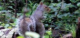 A squirrel takes a look around Shenandoah's forest floor.