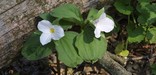 Two trillium blossoms in brillian white bloom next to an old log.