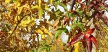 Fall at Haberdeventure, red and yellow Sweetgum leaves