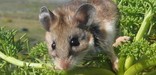 Deer mouse