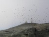 Western gulls