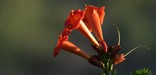 pretty flower