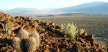 Cotton-top barrel cactus at Hell's Gate.
