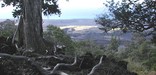 Native plants and trees in foreground with view to the coastal plain.NPS photo by Thomas Belfield