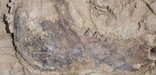 Image of a fossil jaw.
