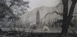 Hetch Hetchy Valley floor before the deluge.