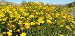 Field of Poppies, NPS/©Julia Lynam