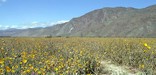 Spring desert wildflowers along the Anza Trail in the Coyote Creek area of the Anza-Borrego Desert of California