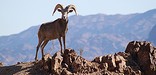 Female Desert Big Horn Sheep by Luther Bailey