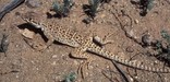 Long Nose Leopard Lizard