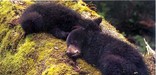 Bear Cubs