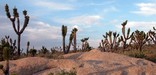 photo of joshua trees