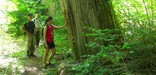 Hikers admire big cedars on Big Beaver Trail