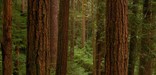 Olympic National Park - Forest