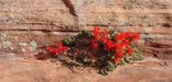 Paintbrush in sandstone