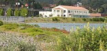Flowers at Crissy Field