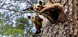 Black bear cubs.