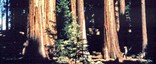 Sequoia grove.