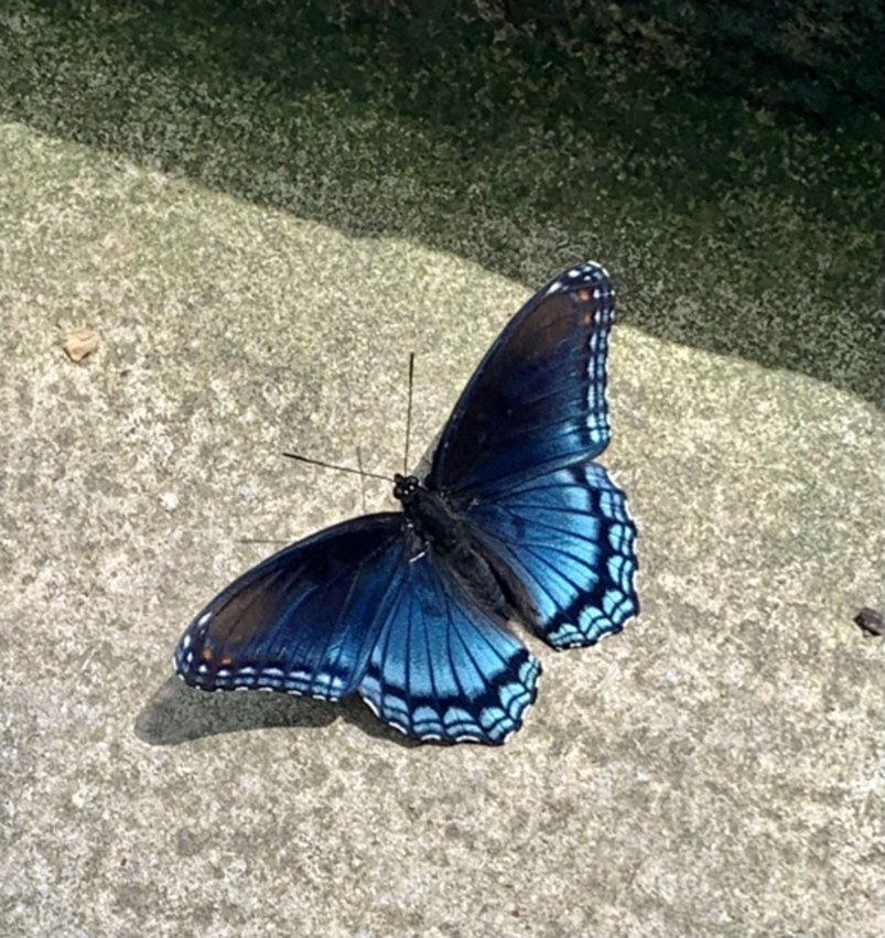 butterfly blue and black
