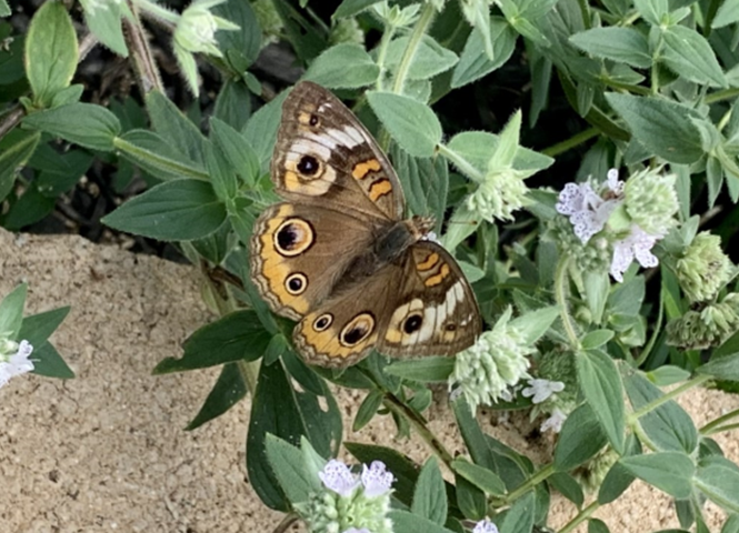 Butterfly, black, brown, and gold