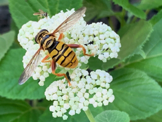 yellowjacket insect on flower