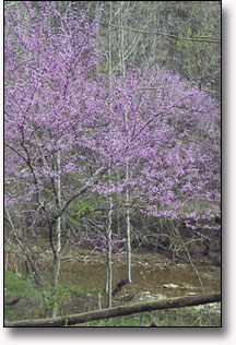 Redbud trees during the spring along Knob Creek