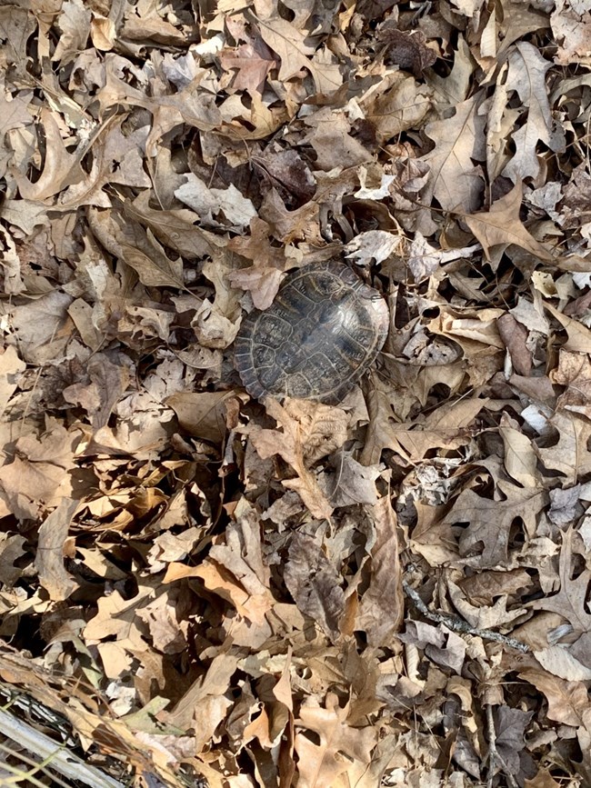 turtle in leaves