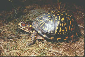 Eastern Box Turtle Eastern Box Turtle
