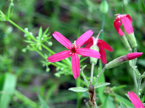 Pink Fire Wildflower