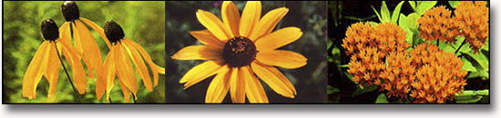 Three types of wildflowers that can be seen at Abraham Lincoln Birthplace NHP.