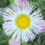 Wild flower from Lincoln's Boyhood Home at Knob Creek