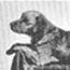 Lincoln's dog, Fido while he was living in the White House